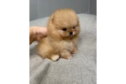 Pomerania taza de té en Atlanta