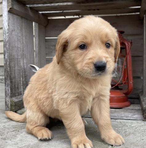 $300 : Golden retriever puppies sales image 2