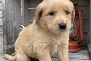 $300 : Golden retriever puppies sales thumbnail