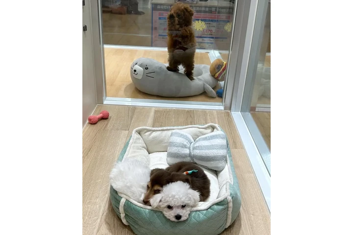 $350 : Cachorros miniatura en venta image 2