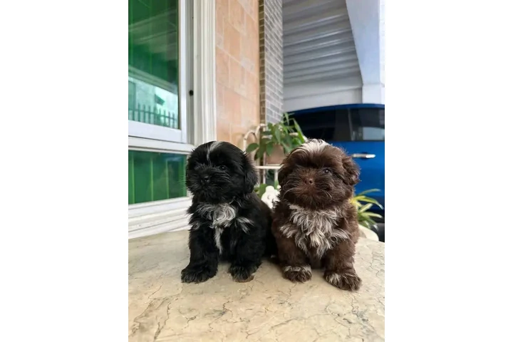 $350 : Cachorros Shihtzu en venta image 2