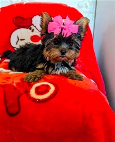 $650 : Hembra cachorros yorkie🌺 image 1