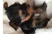 Cachorros Yorkie Disponibles en Seattle
