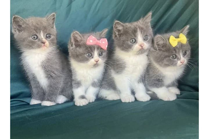 $175 : Gatitos persa mix image 3