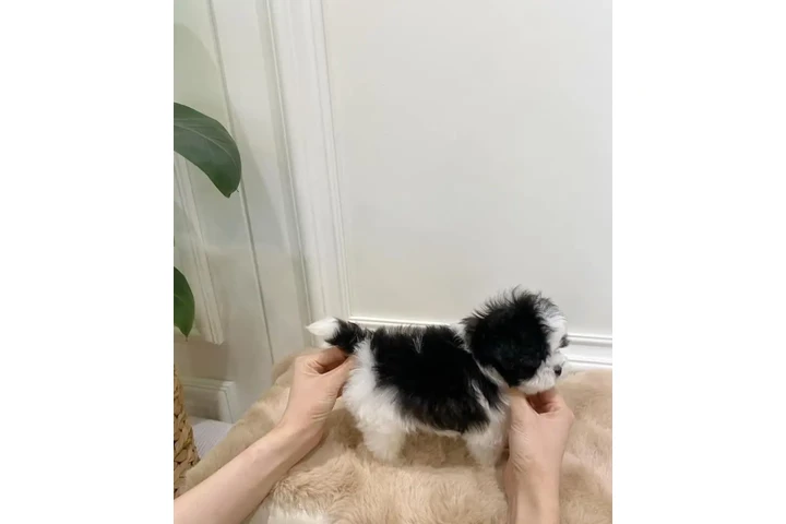 $400 : Poodle puppy for adoption image 1