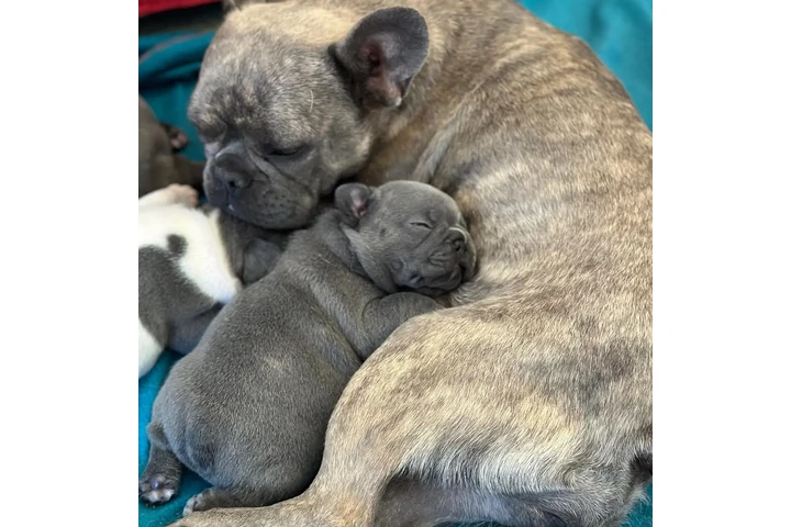 $350 : Cachorros Bulldog Francés image 3