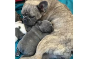 $350 : Cachorros Bulldog Francés thumbnail