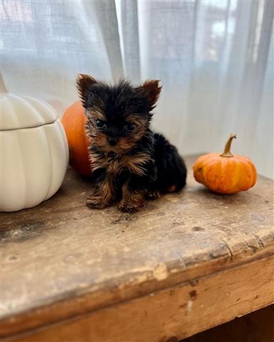 $350 : Yorkies a la venta image 3