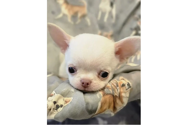 $350 : Cachorros Chihuahua image 2