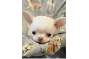$350 : Cachorros Chihuahua thumbnail
