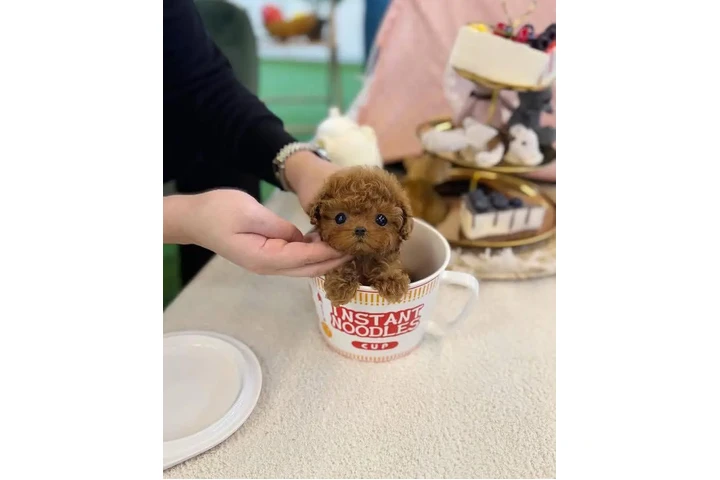 $400 : Maltipoo Puppies. image 1