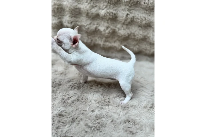 $300 : Cute Chihuahuas  Available image 2