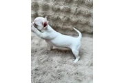$300 : Cute Chihuahuas  Available thumbnail