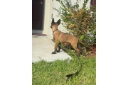 CACHORROS BELGA MALLINOIS thumbnail