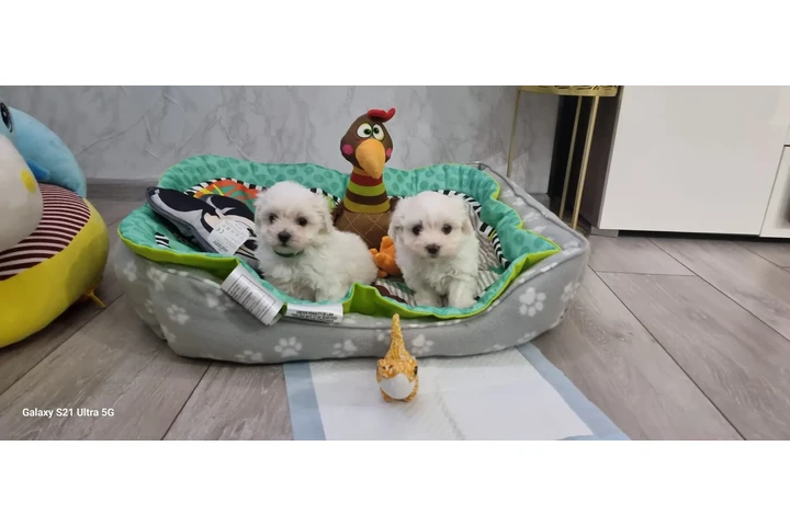 $456 : Tiny Maltese Puppies image 3