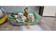 $456 : Tiny Maltese Puppies thumbnail