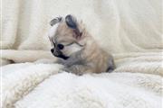 Adorable Teacup Chihuahua pups en Miami