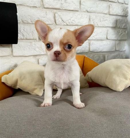 $400 : chihuahua puppies for sale image 3