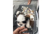 Shitzu en Los Angeles