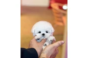 Bichón en Austin