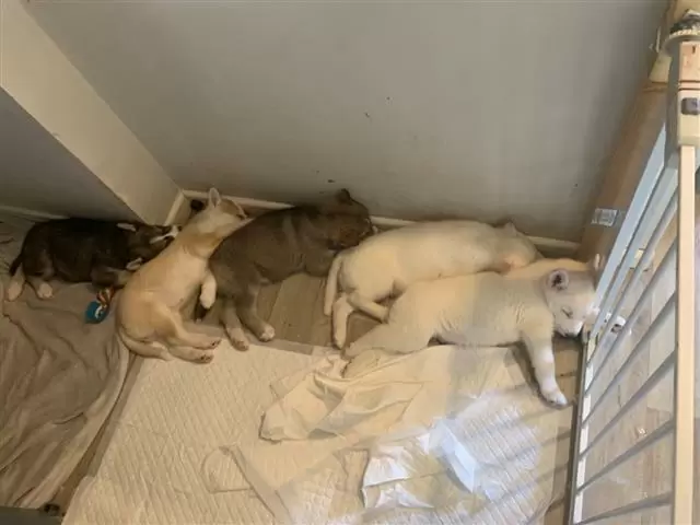 $420 : Husky puppies looking for home image 1
