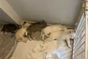 Husky puppies looking for home en Silver Spring