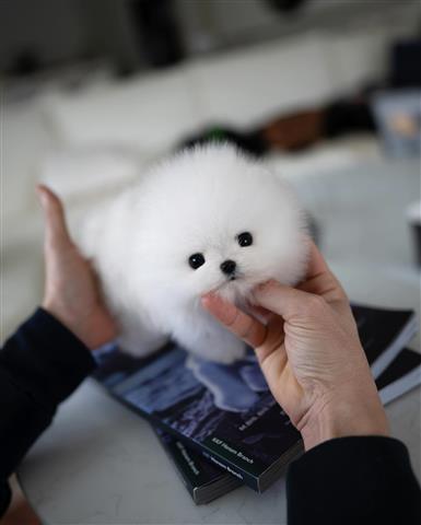 $300 : Pomeranians puppy image 1