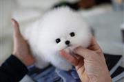Pomeranians puppy
