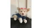 Linda cachorra en Los Angeles