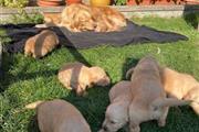 Buy Golden Puppies en Rio Piedras