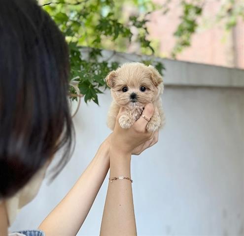 $350 : MALTIPOO EN VENTA image 1