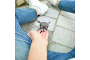 $350 : chihuahua thumbnail