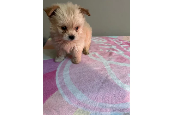 🐶 PERRITOS EN VENTA 🐶 image 5