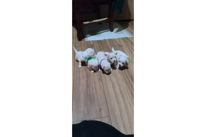 $500 : Maltese Puppies for adoption image 3