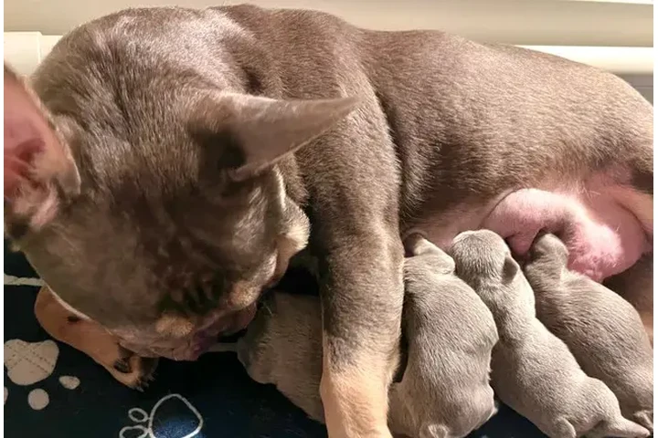 $550 : Cachorros de bulldog francés image 1