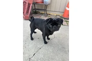 Male pug en Los Angeles