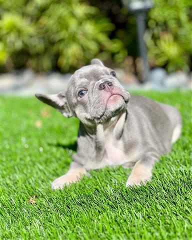 $400 : Gorgeous Frenchies puppy ready image 1