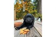 $1500 : Male Labrador retriever thumbnail