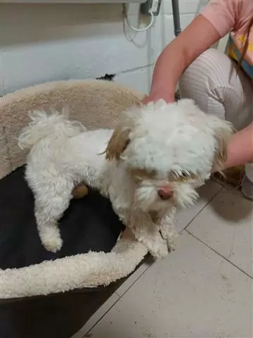 $550 : Registered Yorkshire Puppies image 2
