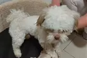 $550 : Registered Yorkshire Puppies thumbnail