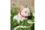 $350 : French bulldog and Pomeranian thumbnail