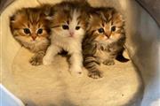 Capslock kittens en Detroit