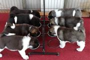 $700 : Akita Puppies for adoption thumbnail