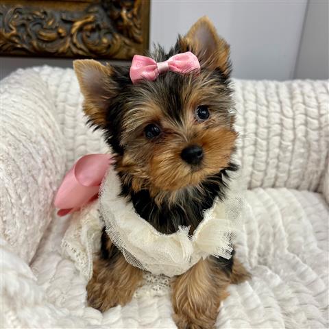 Conner- cachorros yorkie🌺 image 1