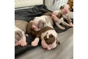 $350 : Boston Terrier thumbnail