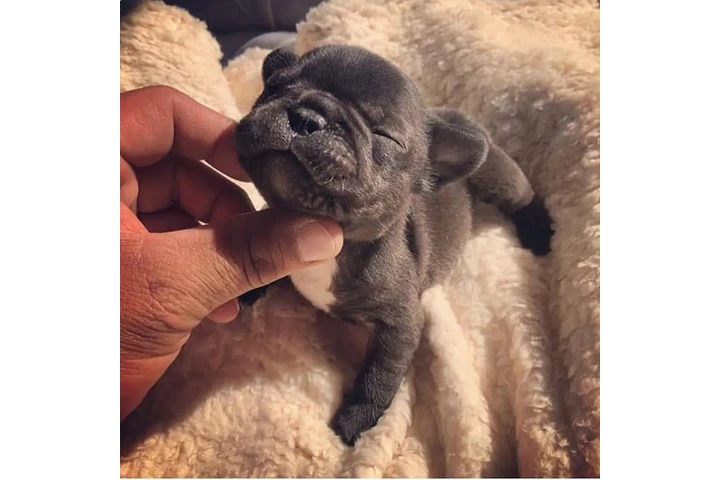 $350 : cachorros de bulldog francés image 2