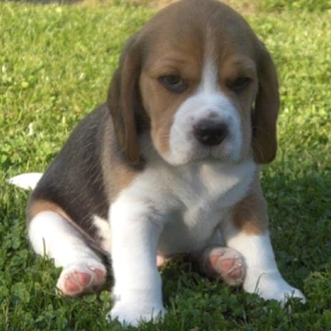 $600 : Beagle llamado LeLu image 1