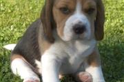 Beagle llamado LeLu en Atlanta