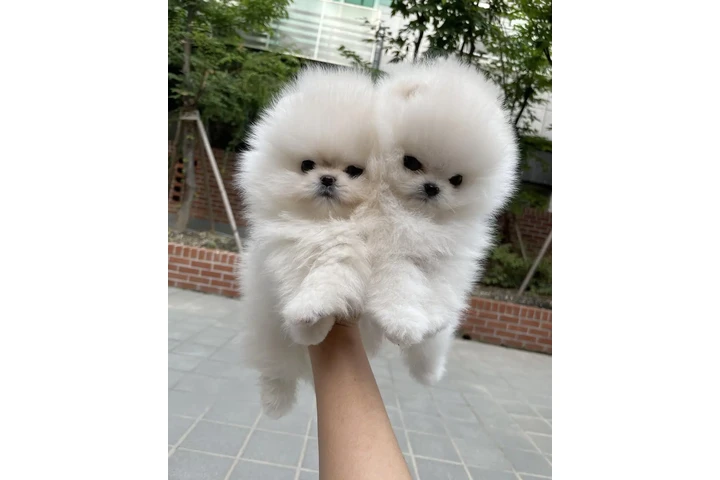 $350 : Pomerania en venta image 2