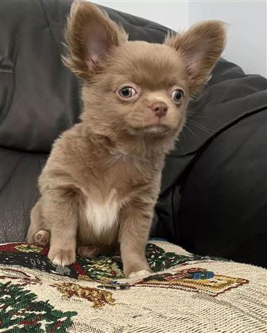 $450 : Chihuahua puppies for adoption image 6